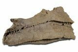 Fossil Hadrosaur (Edmontosaurus) Maxilla - Wyoming #350600-2